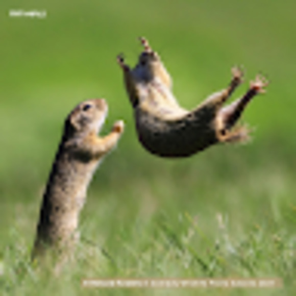 Meet your Posher, Basit - Picture 1 of 1